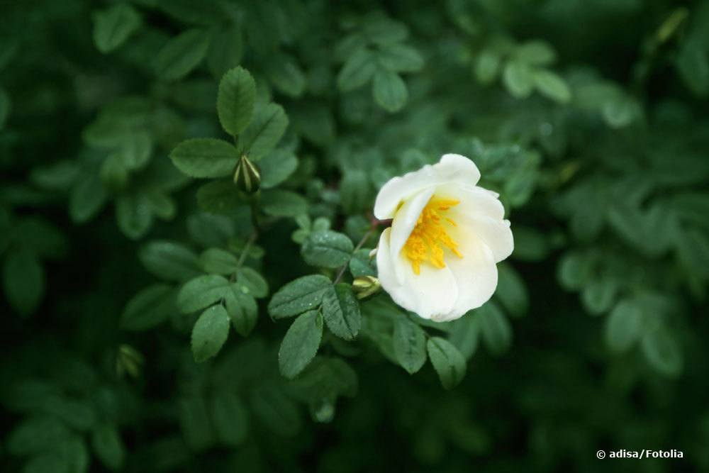 Kartoffelrose, Rosa rugosa