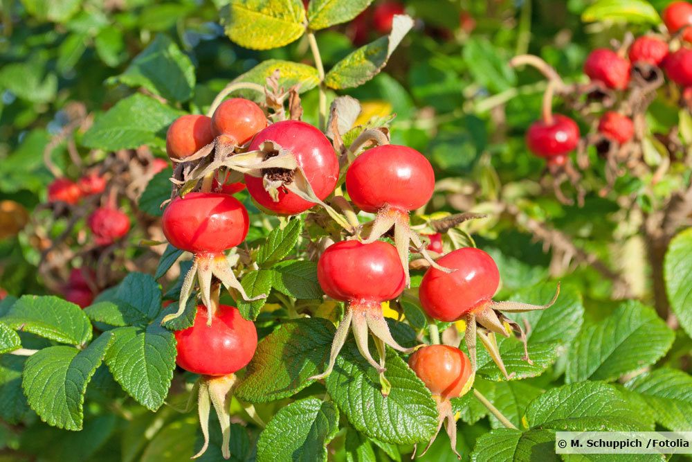 Kartoffelrose, Rosa rugosa