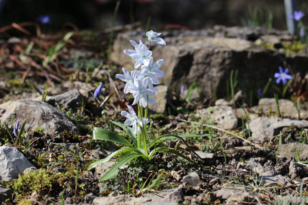 Kegelblume, Puschkinia scilloides