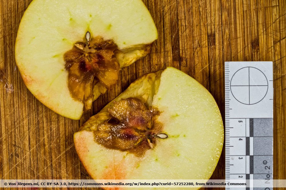 Kelchfäule, Kernhausfäule am Apfel