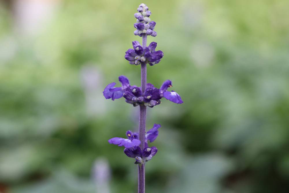 Mehlsalbei, Salvia farinacea