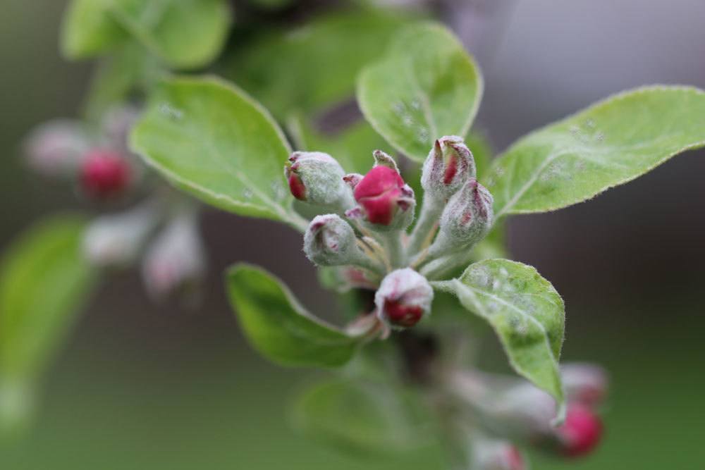 Mehltau an einer Apfelblüte