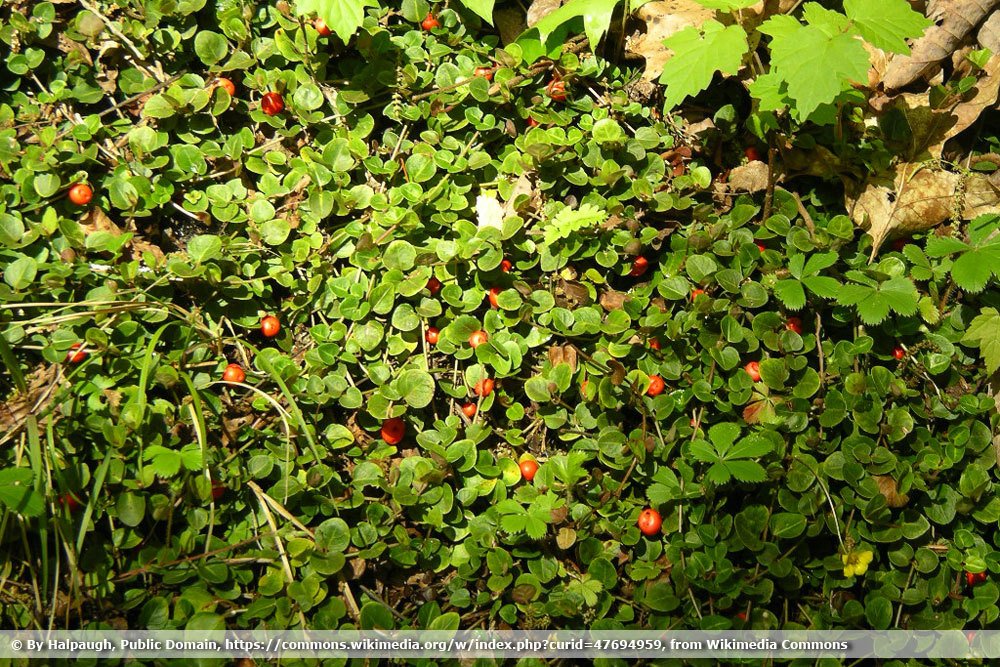 Echte Rebhuhnbeere, Mitchella repens