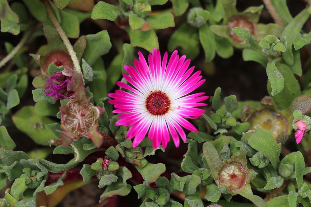 Mittagsblume, Dorotheanthus