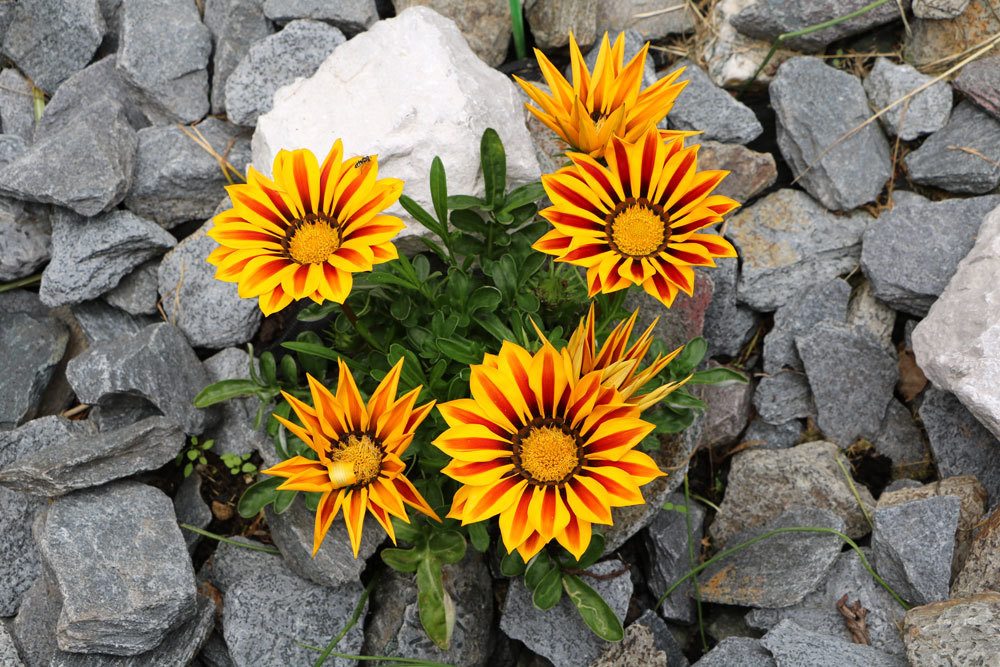 Mittagsgold, Gazania