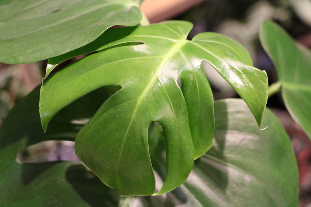 Fensterblatt, Monstera