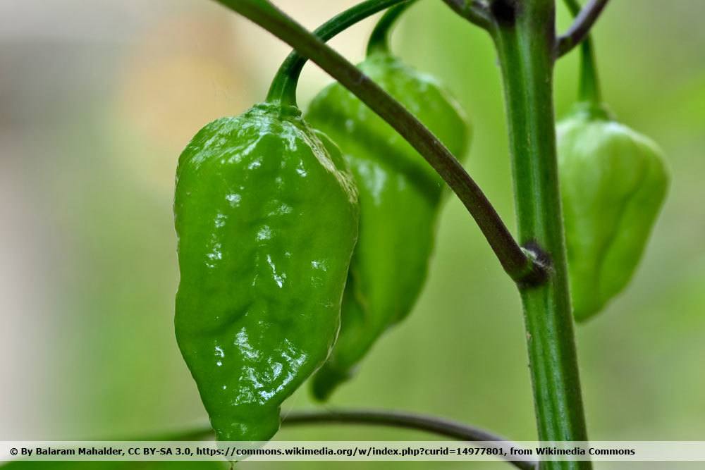 Chili 'Naga Morich'