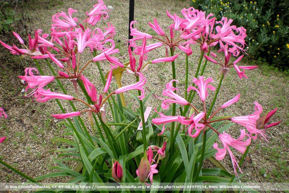 Nerine bowdenii