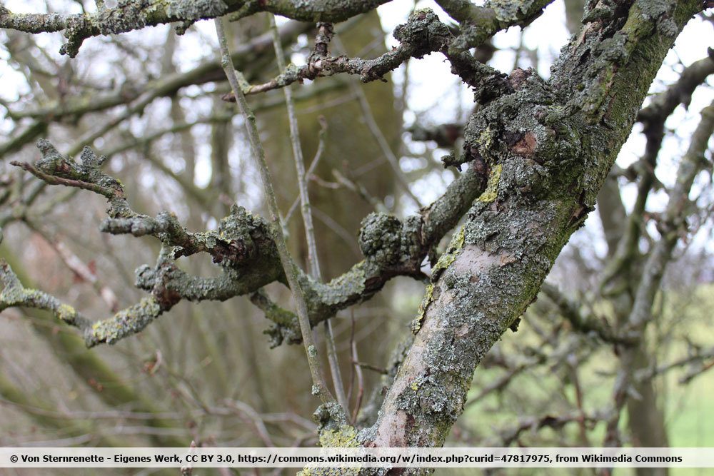 Obstbaumkrebs an einem Apfelbaum