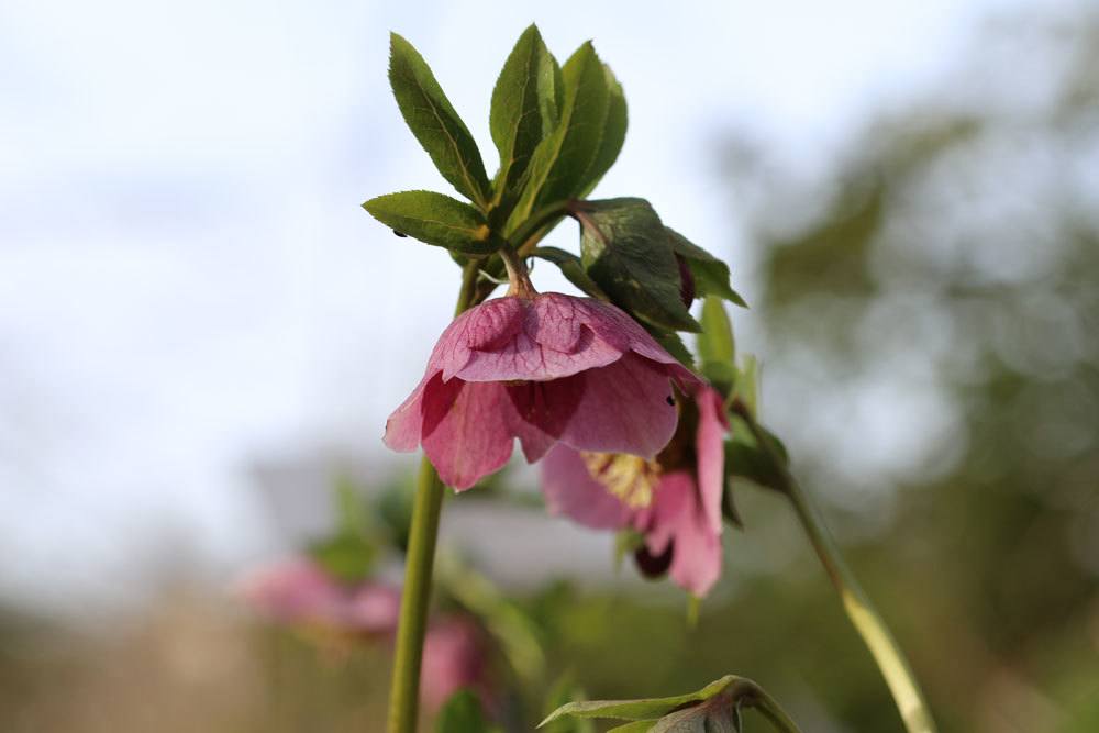 Orientalische Nieswurz, Helleborus orientalis