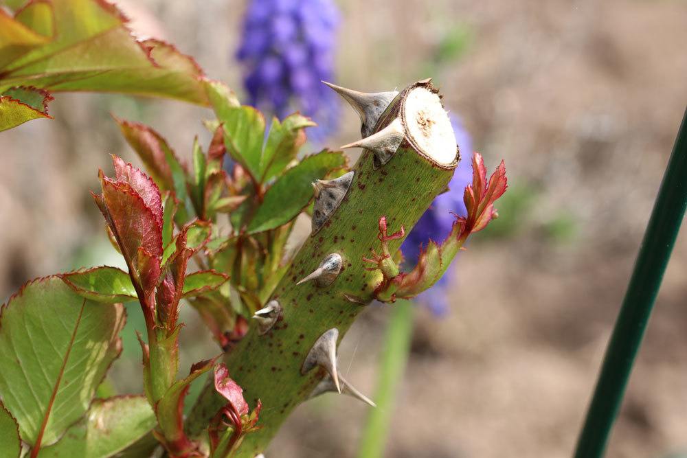 Rindenfleckenkrankheit, Coniothyrium fuckelii Sacc.