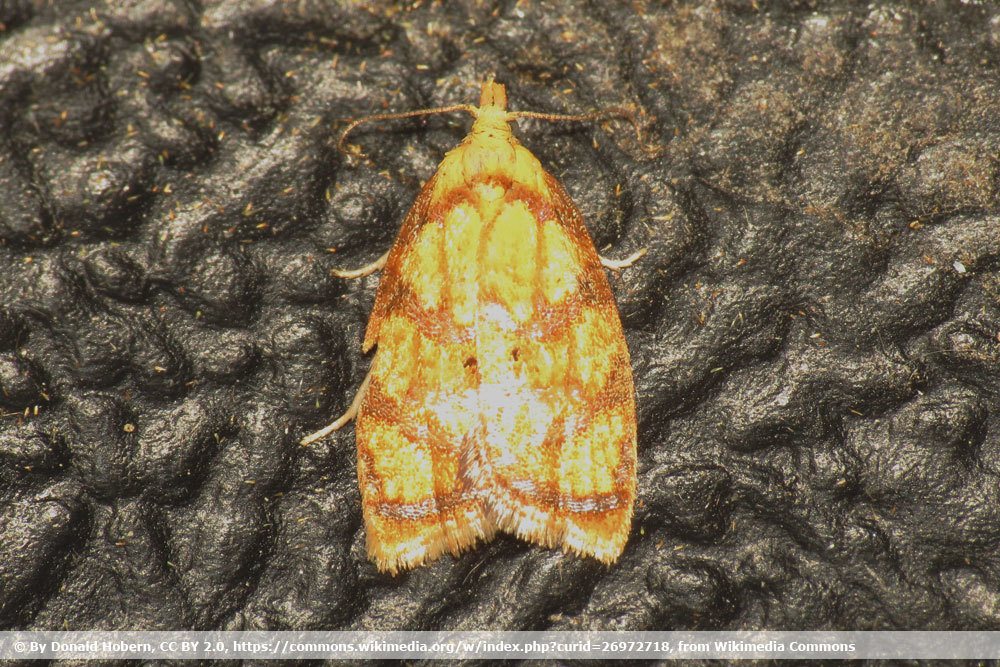 Rosenwickler, Acleris bergmanniana