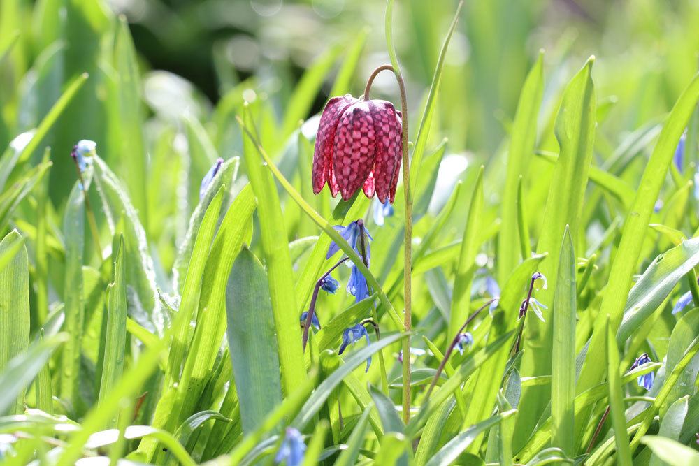 Schachbrettblume, Fritillaria meleagris