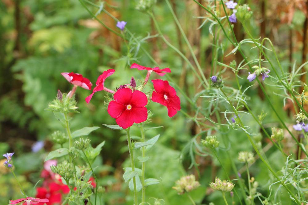 Sommer-Phlox, Phlox paniculata ssp