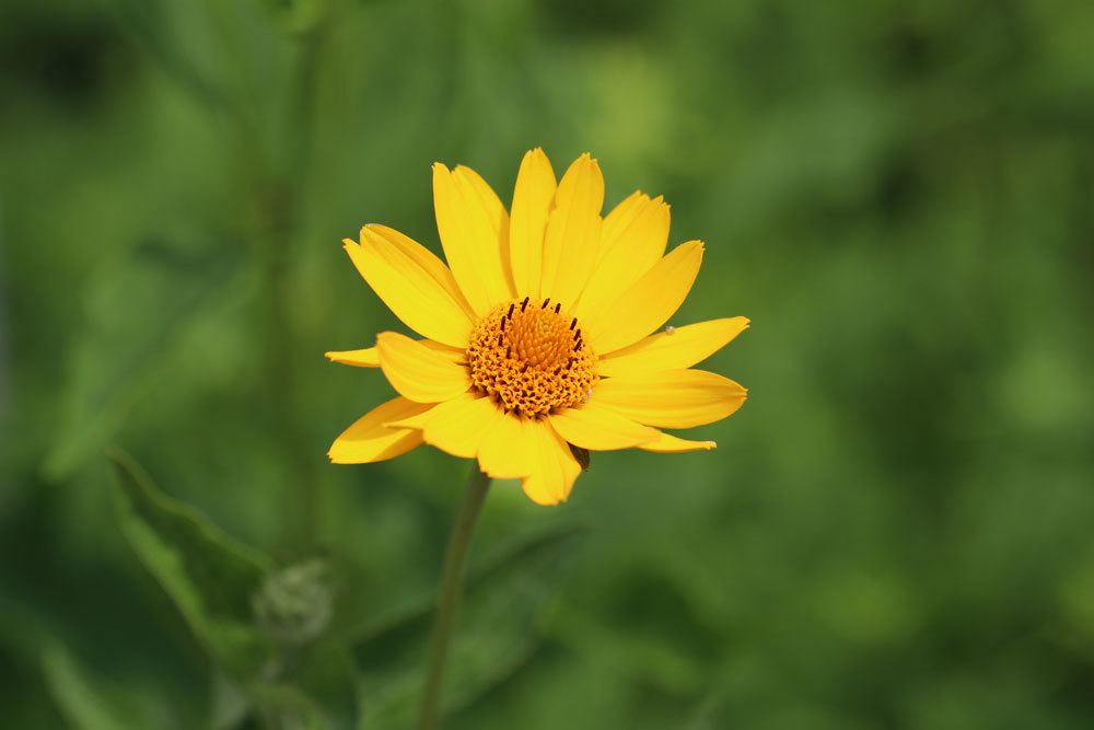 Sonnenauge, Heliopsis