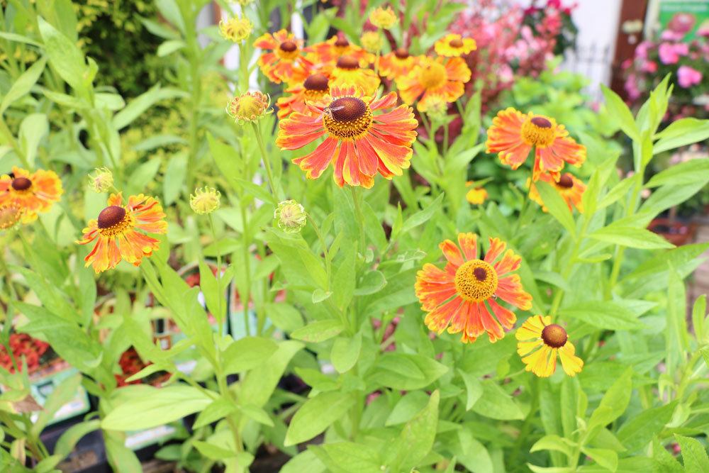 Sonnenbraut, Helenium