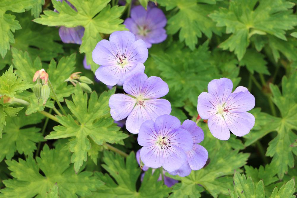 Storchschnabel, Geranium wallichianum