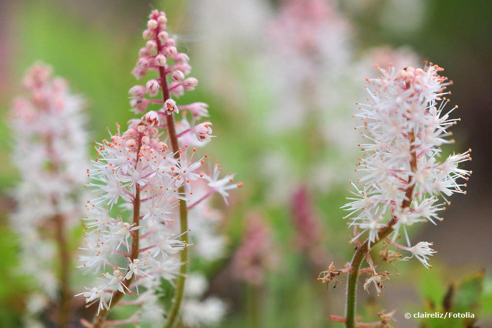 Herzblättrige Schaumblüte, Tiarella cordifolia