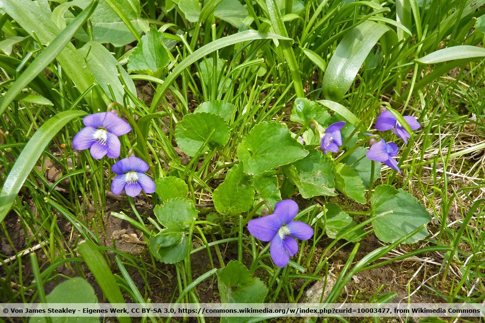 Pfingst-Veilchen, Viola soronia