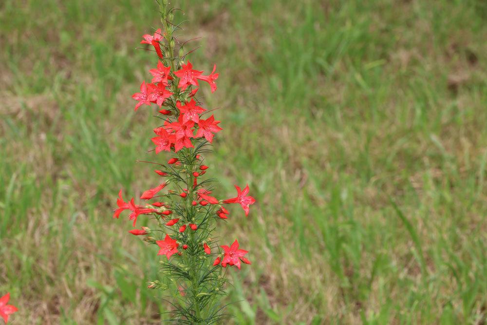 Vorsommer-Phlox, Phlox glaberrima