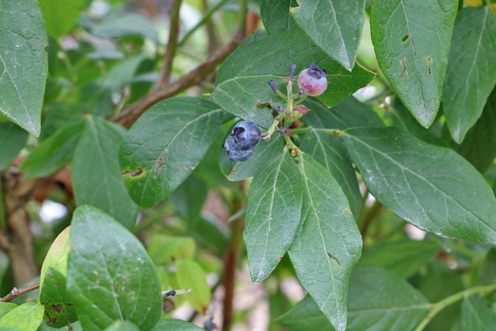 Waldheidelbeere