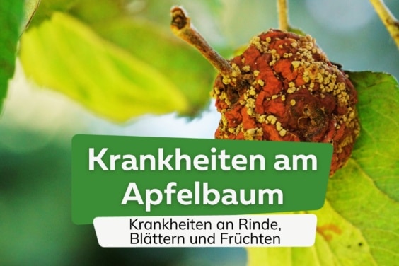 Krankheiten am Apfelbaum