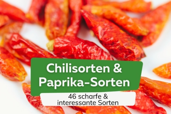 Chilisorten & Paprikasorten