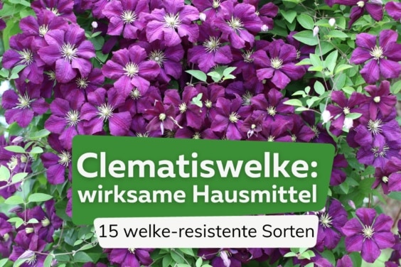 Clematiswelke