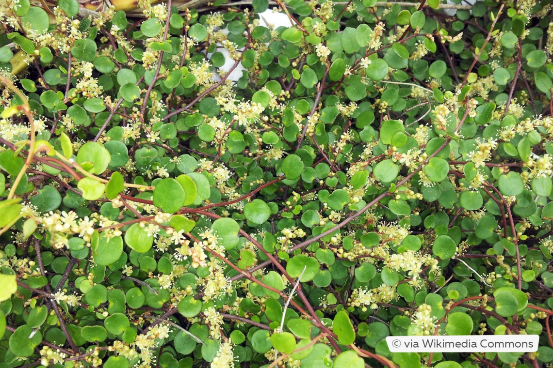 Blüte von Mühlenbeckia complexa