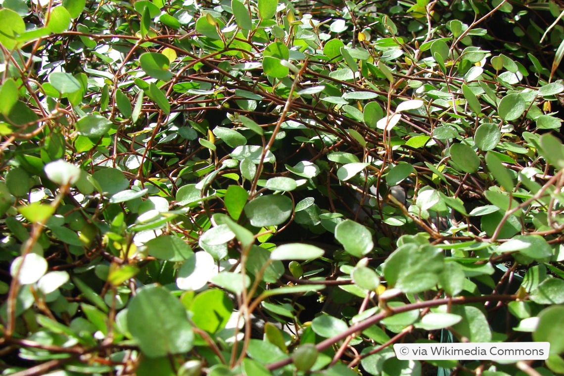 Muehlenbeckia complexa als Bodendecker