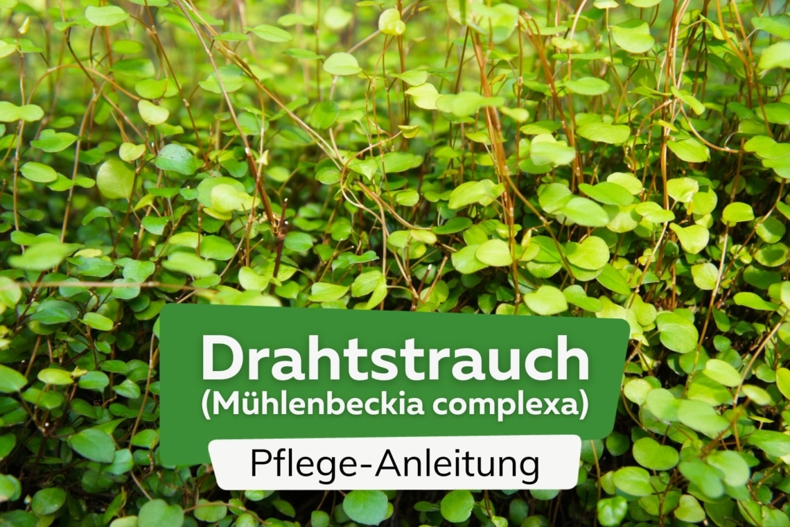 Drahtstrauch (Muehlenbeckia complexa)