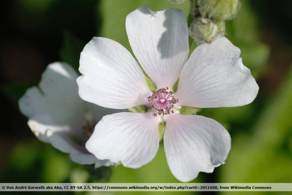 echter Eibisch, althaea officinalis