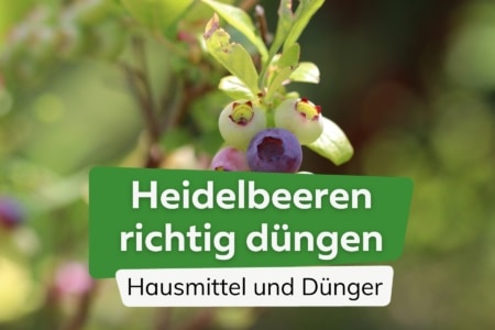 Heidelbeeren düngen wann und womit? 8 Hausmittel und Dünger