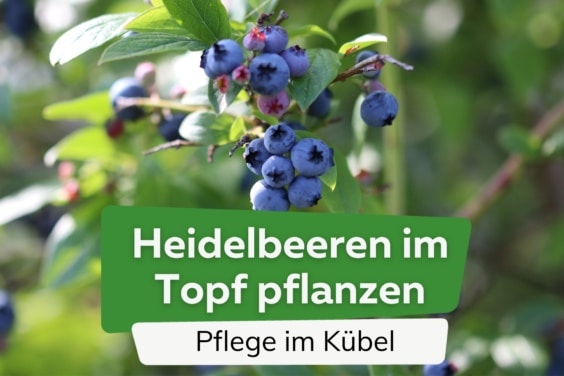 Heidelbeeren im Topfpflanzen