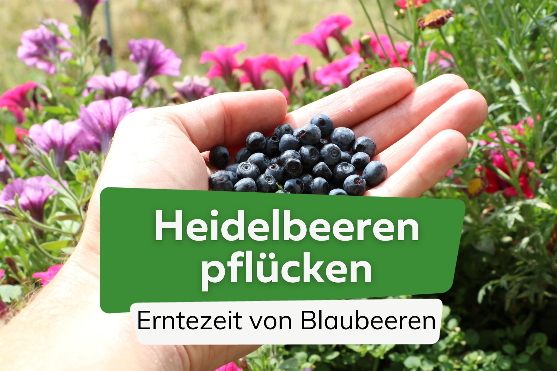 Heidelbeeren pflücken: Erntezeit Blaubeeren