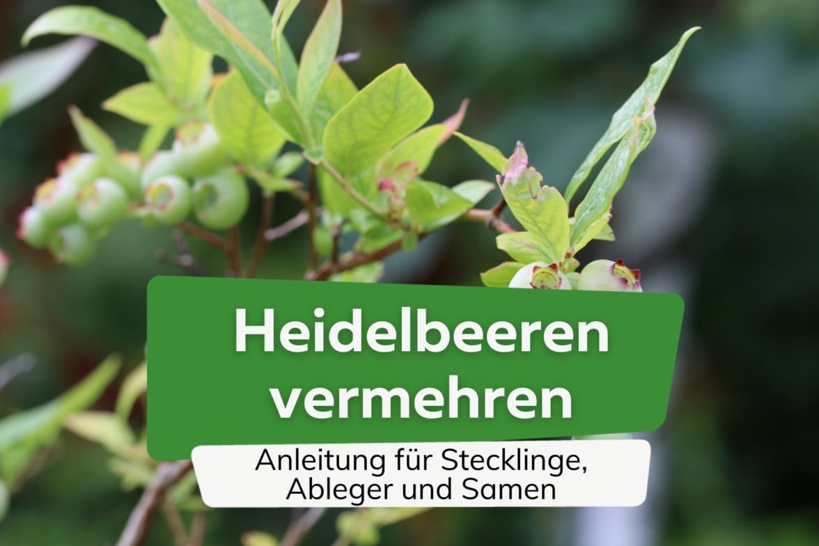 Heidelbeeren pflücken wann sind sie reif? Erntezeit von Blaubeeren