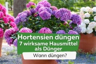 Hortensien dngen: 7 wirksame Hausmittel als Dnger | Wann dngen?