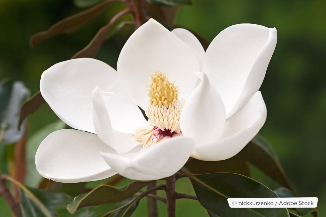 Blüte der Immergrünen Magnolie