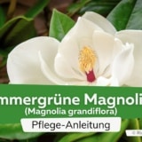 Immergrüne Magnolie (Magnolia grandiflora)