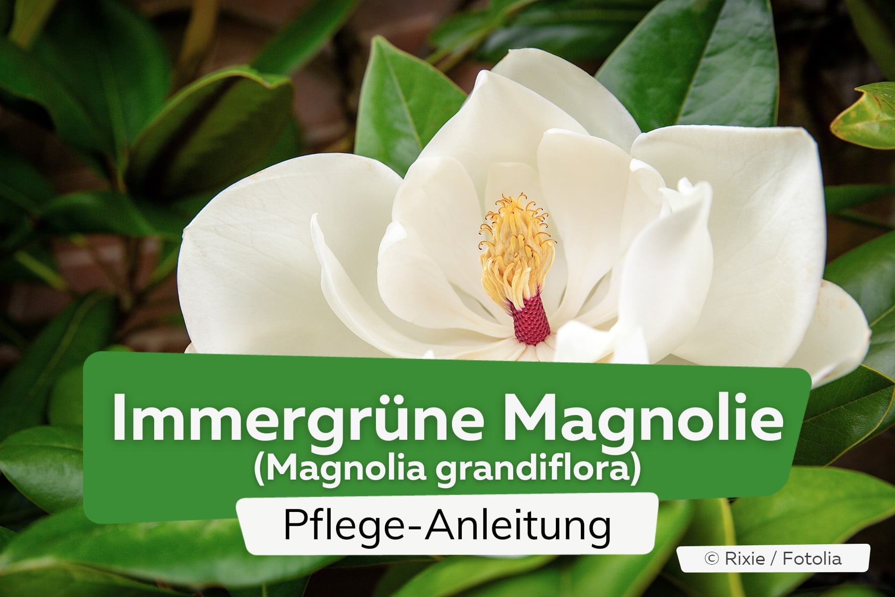 Immergrüne Magnolie (Magnolia grandiflora)