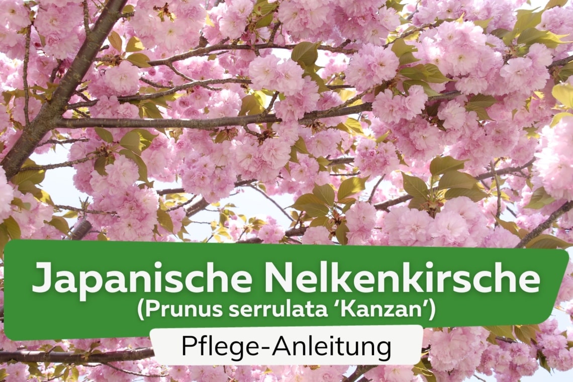 Japanische Nelkenkirsche (Prunus serrulata 'Kanzan')