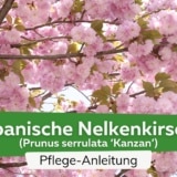 Japanische Nelkenkirsche (Prunus serrulata 'Kanzan')