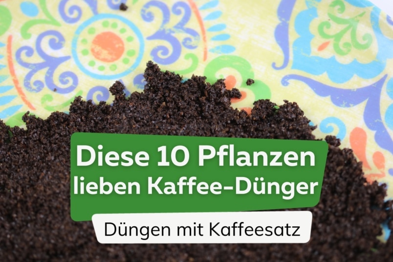 Kaffeesatz als Dünger