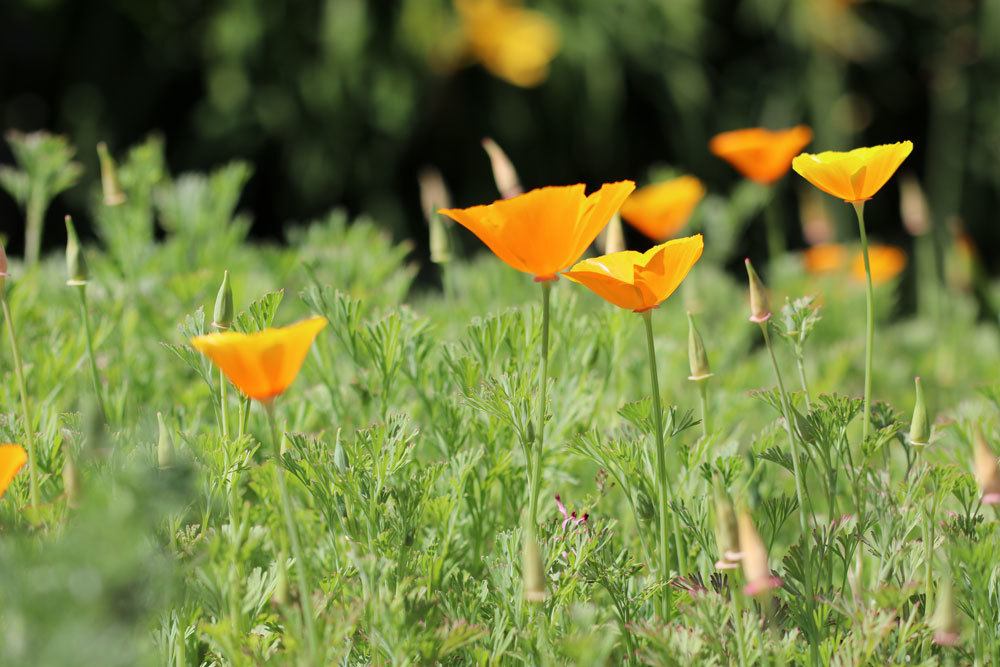 Kalifornischer Goldmohn, Eschscholzia californica