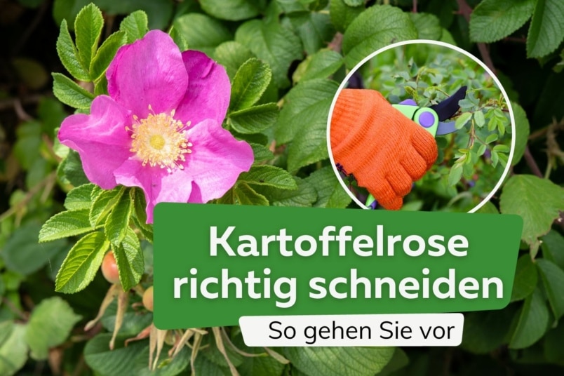 Kartoffelrose richtig schneiden | 'Sylter Rosen' Rosa rugosa