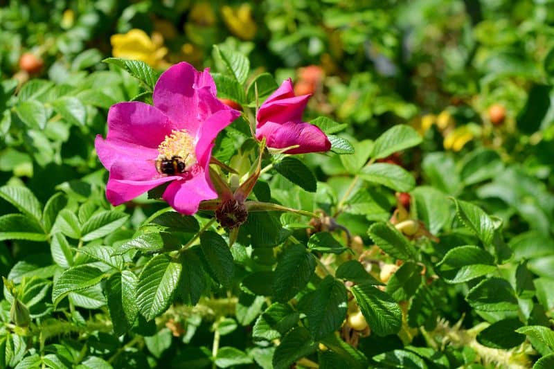 Kartoffelrose (Rosa rugosa)