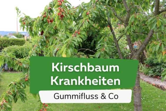 Kirschbaum-Krankheiten