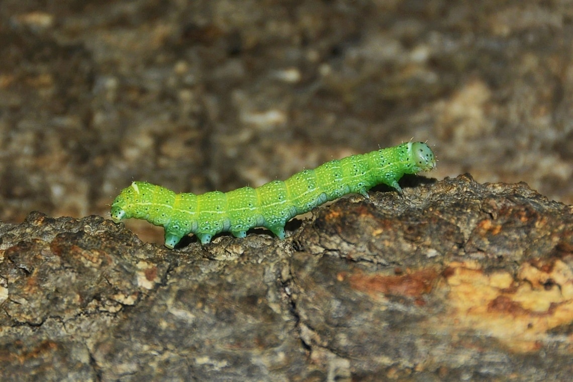 Kleiner Frostspanner (Operophtera brumata)