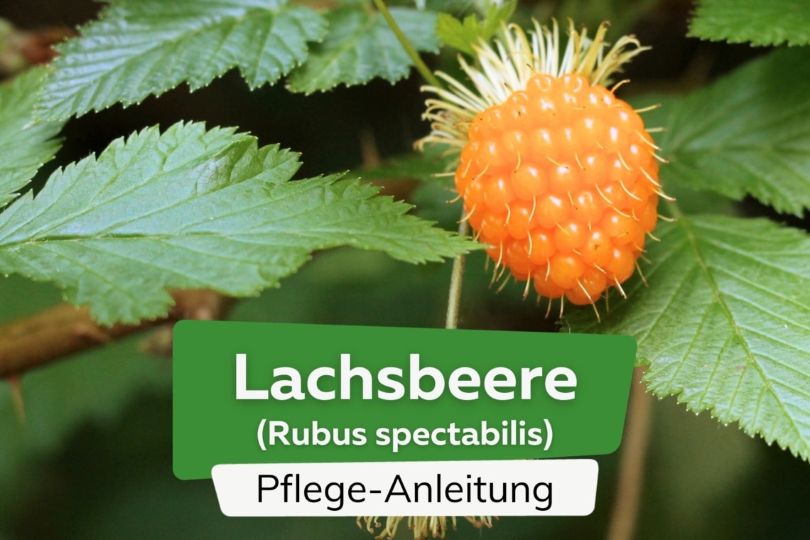 Lachsbeere/Prachthimbeere (Rubus spectabilis)