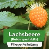 Lachsbeere/Prachthimbeere (Rubus spectabilis)